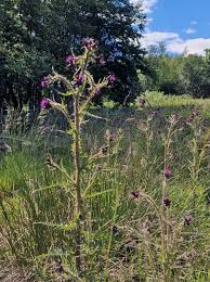 Attēlu rezultāti vaicājumam “Cirsium palustre flower”