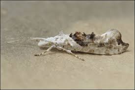 Attēlu rezultāti vaicājumam “Ypsolopha asperella”