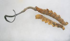 Attēlu rezultāti vaicājumam “Cordyceps stylophora”