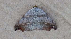 Attēlu rezultāti vaicājumam “Laspeyria flexula”