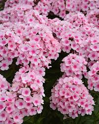 Image result for Phlox paniculata `Bright Eyes`