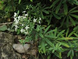 Attēlu rezultāti vaicājumam “Galium schultesii flower”
