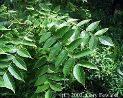 Attēlu rezultāti vaicājumam “Juglans cinerea leaf”