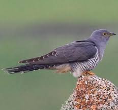 Attēlu rezultāti vaicājumam “Cuculus canorus”