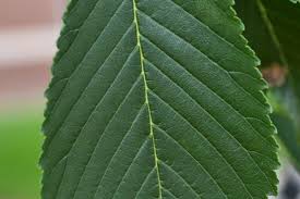 Attēlu rezultāti vaicājumam “Ulmus x hollandica leaf”