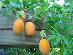 Attēlu rezultāti vaicājumam “Molinia caerulea fruit”