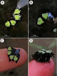 Attēlu rezultāti vaicājumam “Ricciocarpos natans”