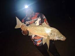 Image result for Pomadasys commersonnii