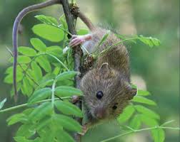 Attēlu rezultāti vaicājumam “Sicista betulina”