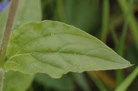 Image result for Silene dioica