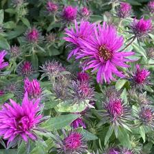 Image result for Aster novae-angliae