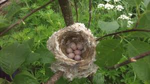 Attēlu rezultāti vaicājumam “Phylloscopus trochilus nest”