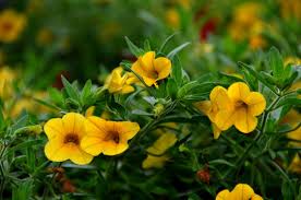 Image result for Petunie