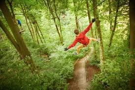 Image result for Go Ape! Moors Valley