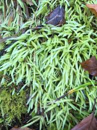 Attēlu rezultāti vaicājumam “Plagiothecium undulatum”