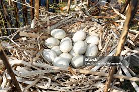 Attēlu rezultāti vaicājumam “Fulica atra nest”