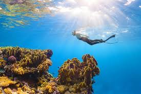 Image result for Deep Blue Diving
