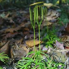 Attēlu rezultāti vaicājumam “Diphasium complanatum”