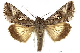 Attēlu rezultāti vaicājumam “Autographa gamma”