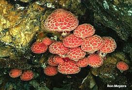 Attēlu rezultāti vaicājumam “Rhodotus palmatus”