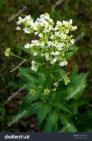 Attēlu rezultāti vaicājumam “Armoracia rusticana flower”