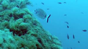 Image result for Diplodus ascensionis