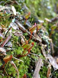 Attēlu rezultāti vaicājumam “Buxbaumia aphylla”