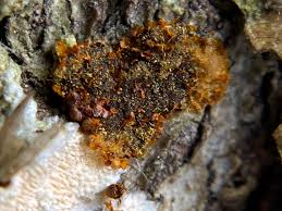 Attēlu rezultāti vaicājumam “Diderma chondrioderma”