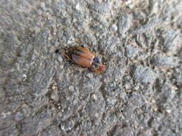 Attēlu rezultāti vaicājumam “Diachromus germanus”