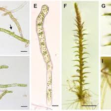 Attēlu rezultāti vaicājumam “Bryum amblyodon sporophyte”