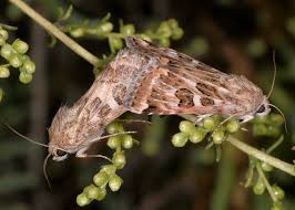 Attēlu rezultāti vaicājumam “Protoschinia scutosa”