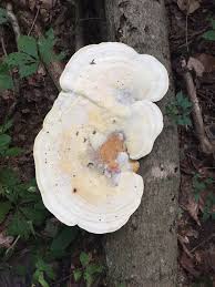 Attēlu rezultāti vaicājumam “Trametes gibbosa”