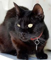 Image result for Black Cat Sac