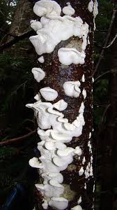 Attēlu rezultāti vaicājumam “Plicatura nivea”