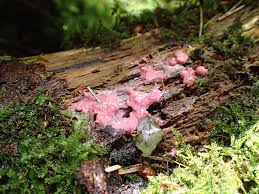 Attēlu rezultāti vaicājumam “Lycogala sp.”