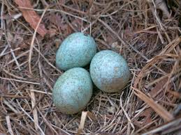 Attēlu rezultāti vaicājumam “Turdus merula eggs”