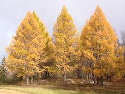 Attēlu rezultāti vaicājumam “Larix sibirica”