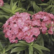 Image result for Dianthus barbatus