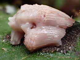 Attēlu rezultāti vaicājumam “Stemonitis herbatica plasmodium”