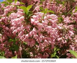 Attēlu rezultāti vaicājumam “Weigela praecox”