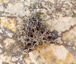 Attēlu rezultāti vaicājumam “Hadena rivularis”