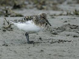 Attēlu rezultāti vaicājumam “Calidris alba adult”