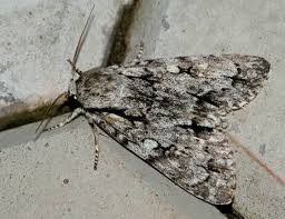 Attēlu rezultāti vaicājumam “Acronicta cuspis”