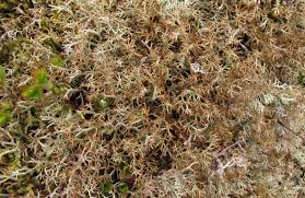Attēlu rezultāti vaicājumam “Cladonia stygia”