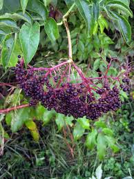 Attēlu rezultāti vaicājumam “Sambucus nigra fruit”