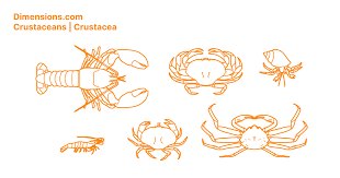 Attēlu rezultāti vaicājumam “Crustacea”