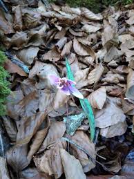 Attēlu rezultāti vaicājumam “Erythronium sibiricum”