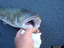 Image result for Ptychocheilus grandis