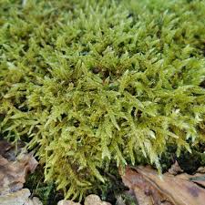 Attēlu rezultāti vaicājumam “Hypnum cupressiforme var. filiforme”