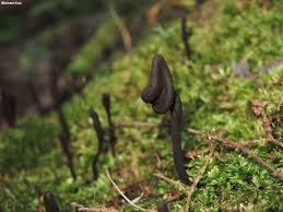 Attēlu rezultāti vaicājumam “Geoglossum sp.”